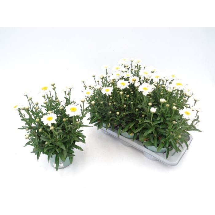 LEUCANTHEMUM MAXIMUM M17