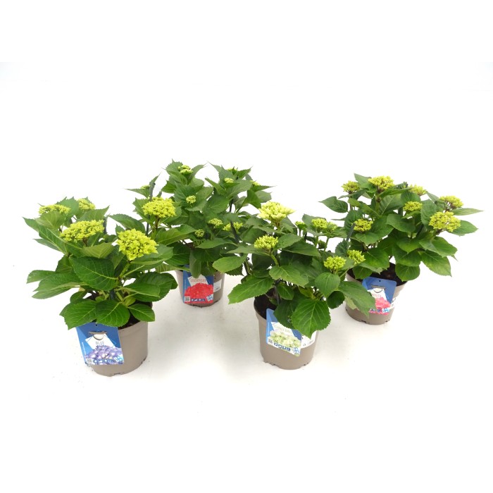 HORTENSIA  M19 - BADA COLLECTION