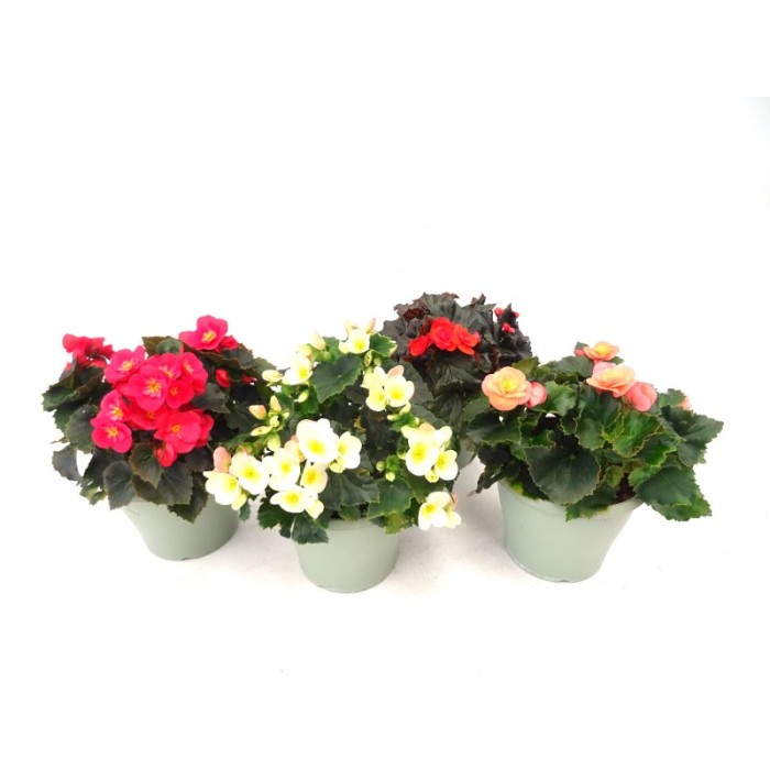 BEGONIA VALENTINO M19