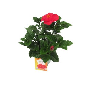 HIBISCUS ROSA-SINENSIS M17