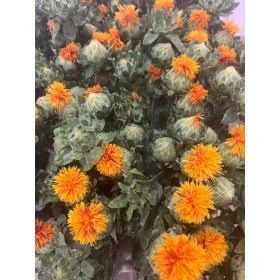 FLOR, CARTHAMUS   x 5 tiges