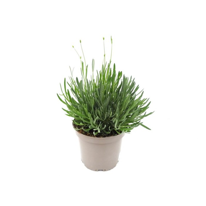 LAVANDULA BLEU 5L