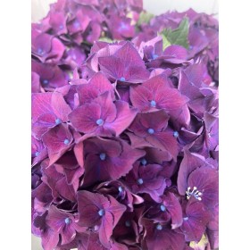 FLOR, HORTENSIA MORADA x5, 65cm.
