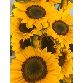 FLOR, GIRASOL HOLANDA 100cm x5 tiges.