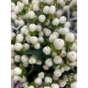 FLOR, HYPERICUM COCO UNO 70cm. x10 tig  blanc