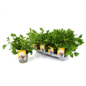 PELARGONIUM MOSKITO M14