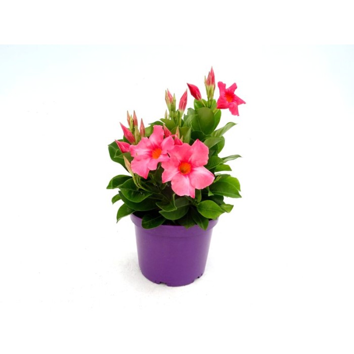 DIPLADENIA CORAL M19