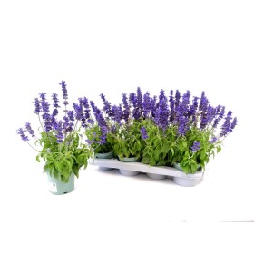 SALVIA FARINACEA M13