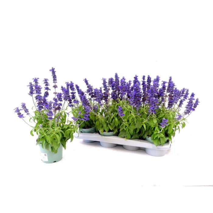 SALVIA FARINACEA M13