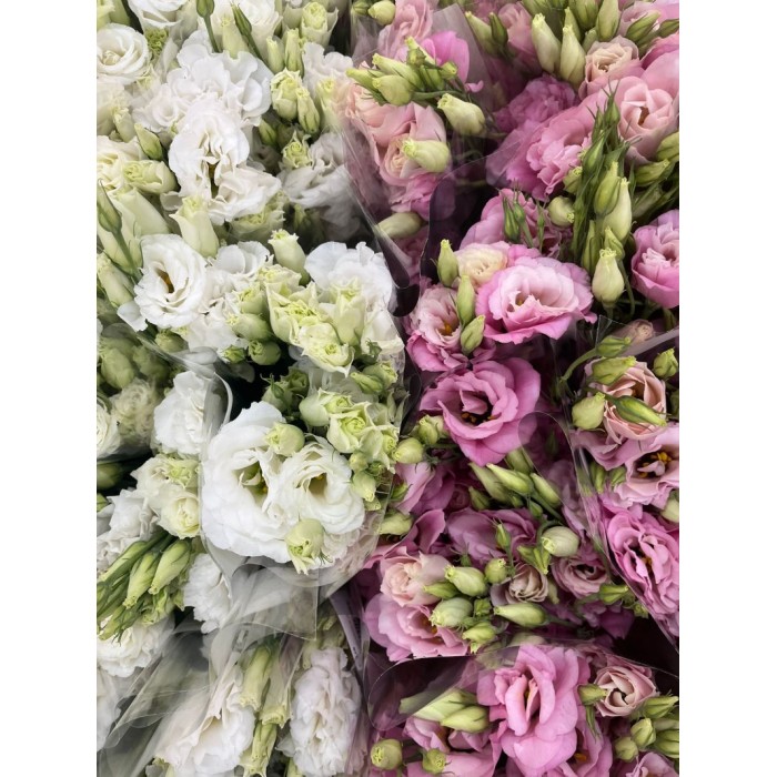 FLOR, LISIANTHUS x5 NACIONAL