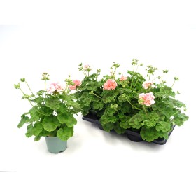 PELARGONIUM CALLIOPE M13 - MIX