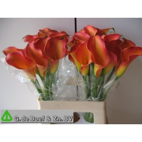FLOR, ZANTEDESCHIA TAONJA  paq x10 MIX