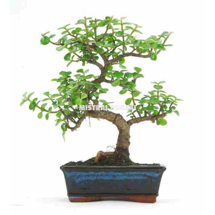 BONSAI 8 ANYS PORTULACARIA AFRA