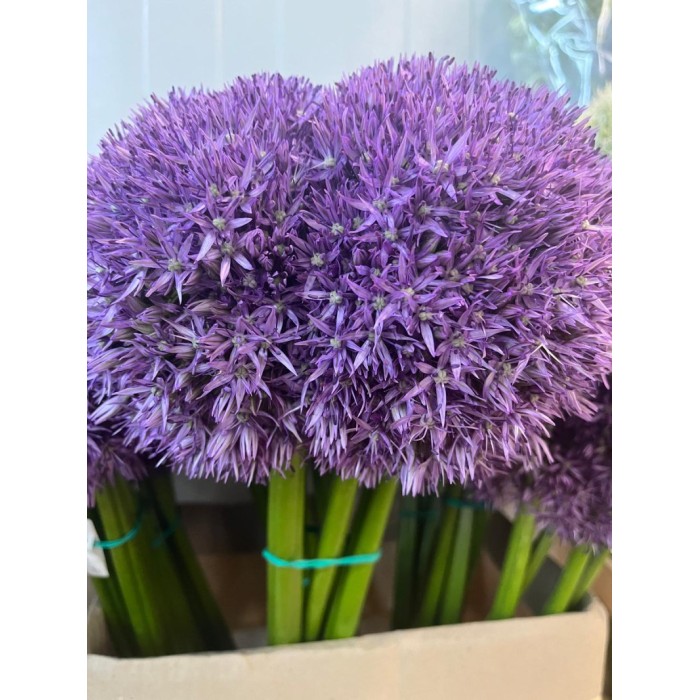 FLOR, ALLIUM GLADIATOR  80cm. x 5 tiges