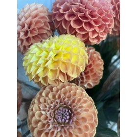FLOR, DAHLIA X 5 tiges.