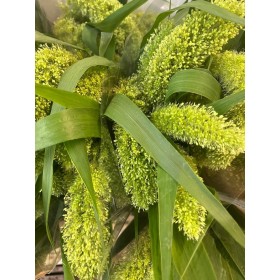 FLOR, SETARIA IT VOLLE 90cm. paq x10