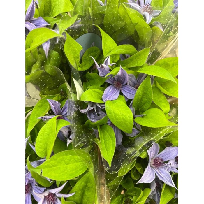 FLOR, CLEMATIS 60 cm. x10 tiges.
