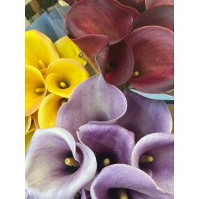 FLOR, ZANTEDESCHIA  paq x10 MIX