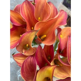 FLOR, ZANTEDESCHIA TAONJA  paq x10 MIX