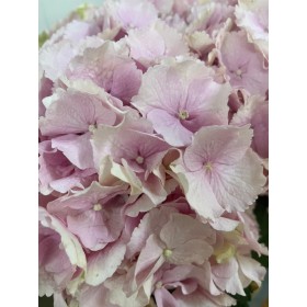 FLOR, HORTENSIA ROSA  x5 tiges,60cm