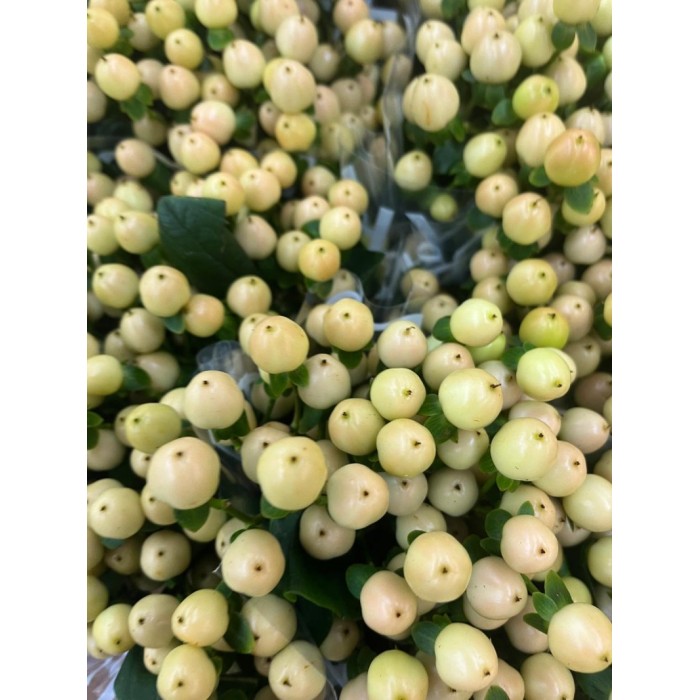 FLOR, HYPERICUM COCO GELATO 60cm. x10 tiges