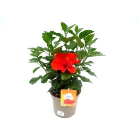 HIBISCUS ROSA-SINENSIS  5L