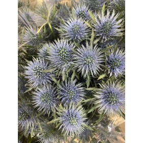 FLOR, ERYNG MAGNETAR QSTAR 40cm. x10 tiges.