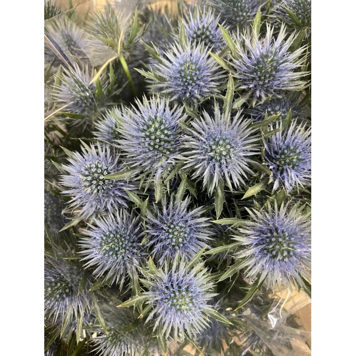 FLOR, ERYNG MAGNETAR QSTAR 40cm. x10 tiges.