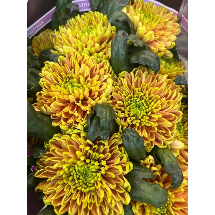FLOR, CHRISANTHEM ROSSANO ELISABETH x10