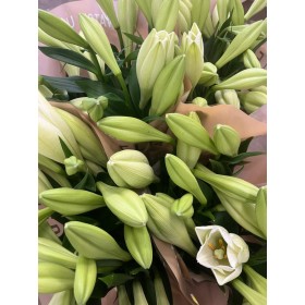 FLOR, LILIUM LONGUIFLORUM WATCH UP. paq.x10 tiges