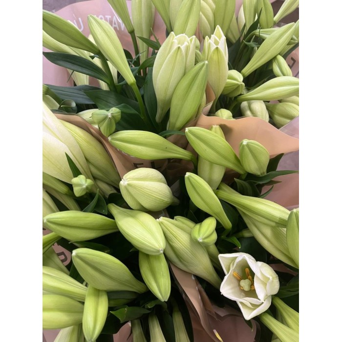 FLOR, LILIUM LONGUIFLORUM WATCH UP. paq.x10 tiges
