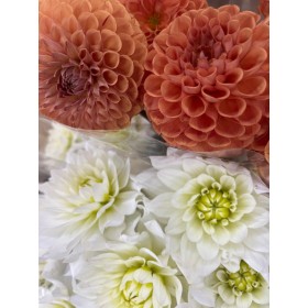 FLOR, DAHLIA X 5 tiges.