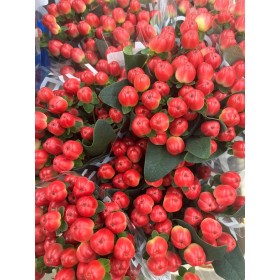 FLOR, HYPERICUM COCO TANGO 70cm. x10 tig.