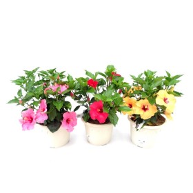 HIBISCUS ROSA-SINENSIS 10L