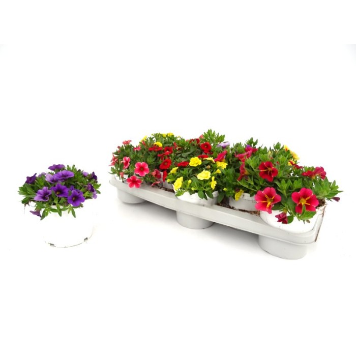 CALIBRACHOA COMPACT M13