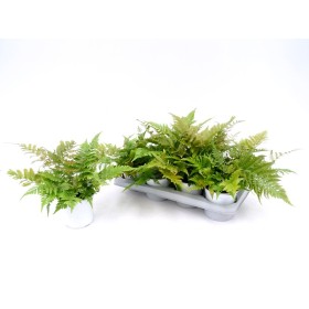 DRYOPTERIS ERYTHROSORA M13