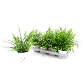 NEPHROLEPIS MONTANA M13