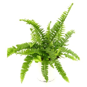 NEPHROLEPIS CORDIFOLIA M13