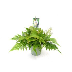 DRYOPTERIS ERYTHROSORA T23