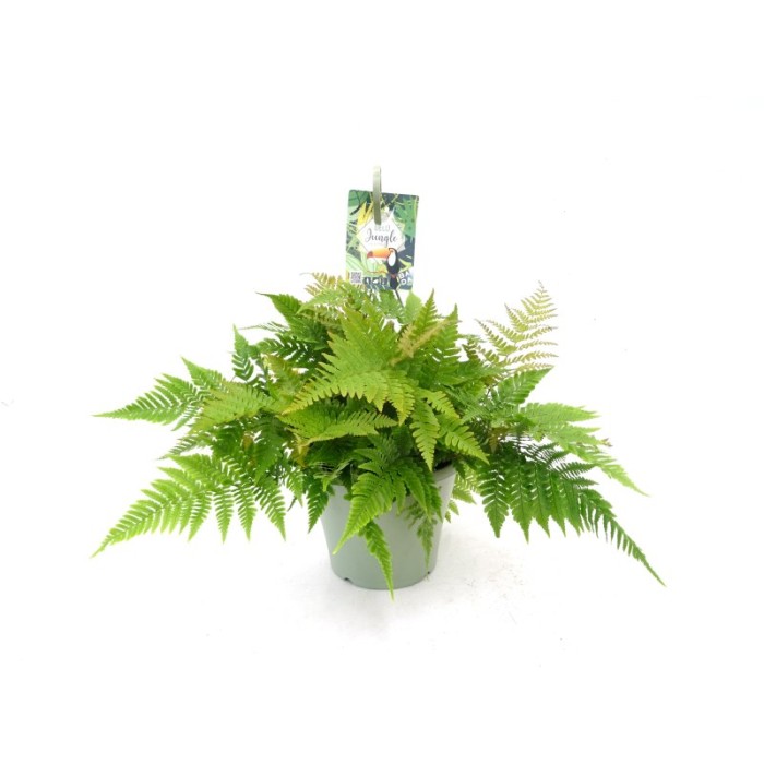 DRYOPTERIS ERYTHROSORA T23
