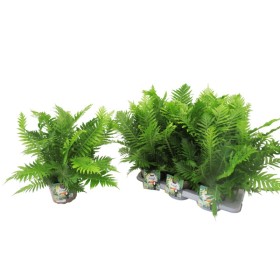 BLECHNUM SILVER LADY M17