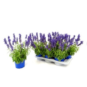 SALVIA FARINACEA M17