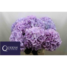 FLOR, HORTENSIA BLAUW MILKA x5 tiges,80cm