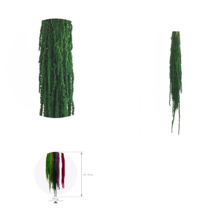 F.SECA, AMARANTHUS VERD 40/70
