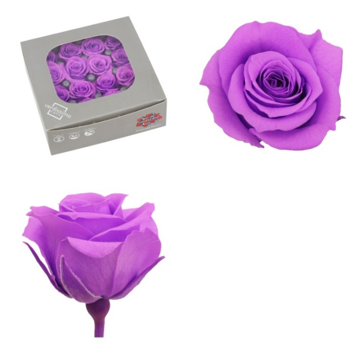ROSA PRES MINI SENSE TIJA LILA CAIXA 16UNI