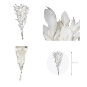 F.SECA, RUSCUS BLANC 50/60