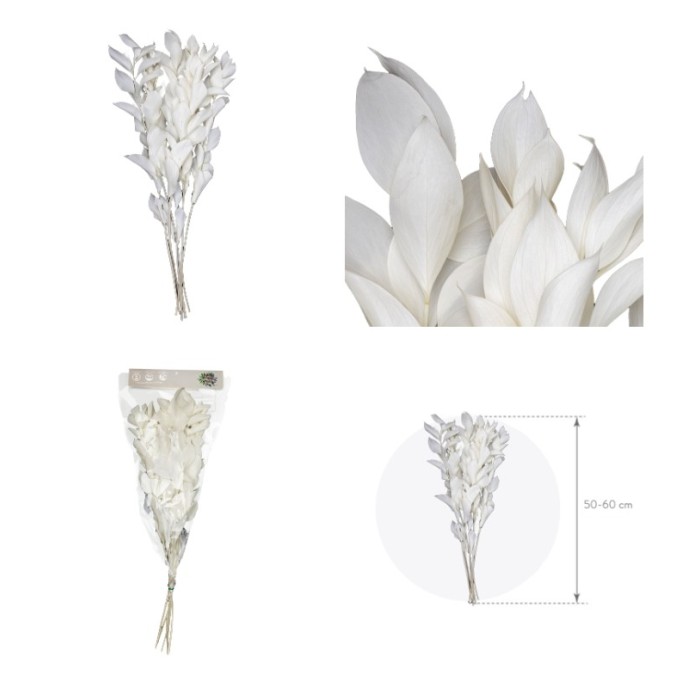 F.SECA, RUSCUS BLANC 50/60