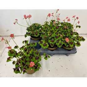 OXALIS  M13