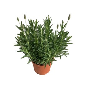 LAVANDULA DENTATA 5L