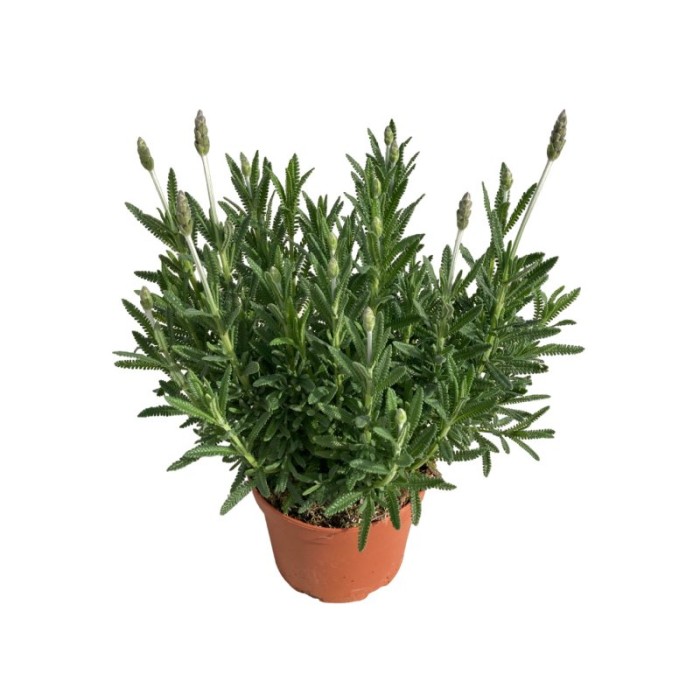 LAVANDULA DENTATA 5L